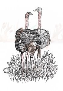 Flamingók, 2018 (toll és tinta) alkotó: Charlotte Orr