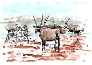 Safari, 2018 (tinta és akvarell) alkotó: Charlotte Orr