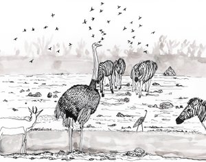 Safari 2, 2018 (tinta és akvarell) alkotó: Charlotte Orr