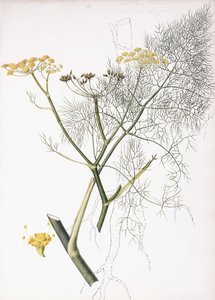 Egy botanikai tanulmány, 1822-1845 alkotó: Charlotte Strickland
