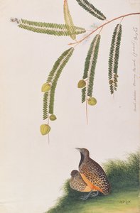 Barred Buttonquail, a Malaccai madarak rajzaiból, 1805-1818 körül (wc papíron) alkotó: Chinese School