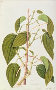Betel Leaf, Ötvenöt rajz a malackai gyógynövényekről, 1. kötet, 1805-1818 körül (wc papíron) alkotó: Chinese School