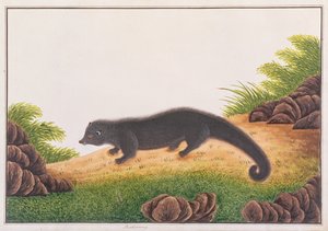 Binturong, Rajzok az állatokról, rovarokról és hüllőkről Malaccából, 1805-1818 körül (wc és gouache papíron) alkotó: Chinese School