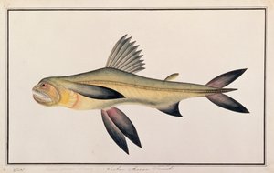 Bombay Duck, a Drawings of Fishes from Malacca, 1805-1818 körül (wc papíron) alkotó: Chinese School