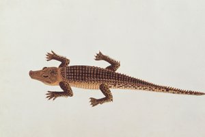 Boo-ay-ah Alligátor, Rajzok állatokról, rovarokról és hüllőkről Malacca-ból, 1805-1818 körül (wc és gouache papíron) alkotó: Chinese School