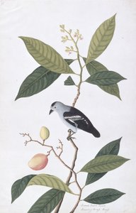 Booah Nawa Hawa, a Drawings of Birds from Malacca, 1805-1818 körül (wc papíron) alkotó: Chinese School