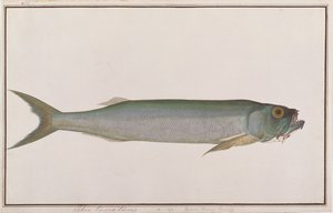 Dorab farkashering, a Drawings of Fishes from Malacca, 1805-1818 körül (wc papíron) alkotó: Chinese School