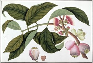 Eugenia vagy Jamboo Teloie poote, a Növényrajzok Malacca-ból, 1805-1818 körül (wc papíron) alkotó: Chinese School