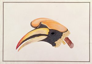 Nagy szarvascsőrű, a Madarak rajzaiból, 1805-1818 körül (wc papíron) alkotó: Chinese School