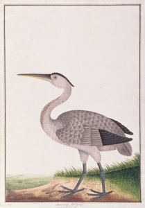 Szürke gém, a Drawings of Birds from Malacca, 1805-1818 körül (wc papíron) alkotó: Chinese School