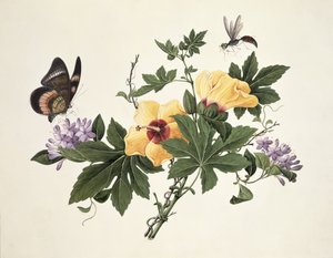 Hibiszkusz és pillangó alkotó: Chinese School