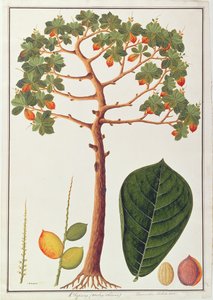 Klapang Terminalia Molucana vagy maláj mandula, a Növényrajzok Malacca-ból, 1805-1818 körül (wc papíron) alkotó: Chinese School