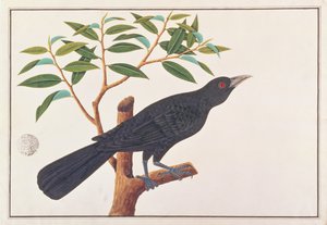 Koel, a Drawings of Birds from Malacca, 1805-1818 körül (wc papíron) alkotó: Chinese School