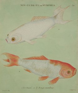 Le Nacre, Le Rougi-Members, metszett: Francois Nicholas Martinet (1731-1796) (nyomtatás) alkotó: Chinese School