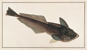 Élő cápaszívó, a Drawings of Fishes from Malacca, 1805-1818 körül (wc papíron) alkotó: Chinese School