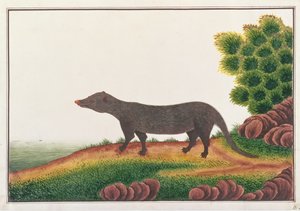 Mongoose, a Rajzok állatokról, rovarokról és hüllőkről Malacca-ból, 1805-1818 körül (guache és wc papíron) alkotó: Chinese School