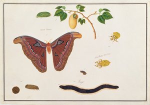 Hat ízeltlábú, a Malaccai állatok, rovarok és hüllők rajzaiból, 1805-1818 körül (wc és gouache papíron)