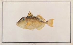 Starry Triggerfish, a Drawings of Fishes from Malacca, 1805-1818 körül (wc papíron) alkotó: Chinese School
