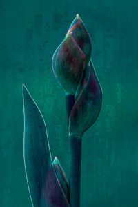 Moody Botanical Bloom