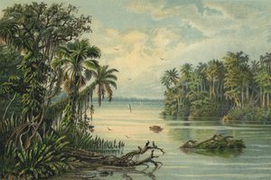 Esőerdő az Amazonas alsó részén, Brazíliában
