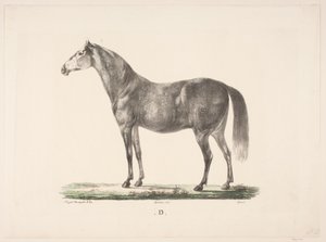 A ló D