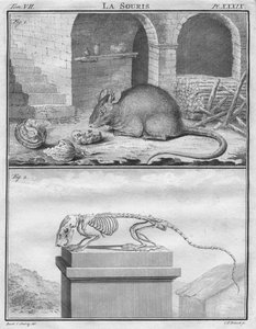 Az egér, c1763.