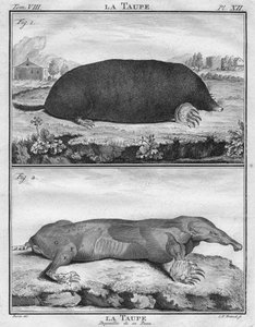 A vakond és a bőrétől megfosztott anyajegy, c1763.