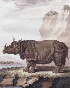 Rinocérosz (metszet)