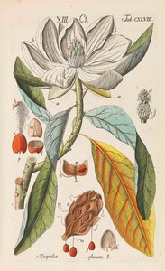 Botanikai kézikönyv, 1808. alkotó: Christian Schkuhr