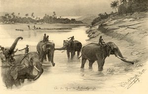 Elefántok a Mahaweli folyó partján, Ceylon, 1898.