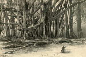 Óriásfák a jávai Buitenzorgban, 1898.