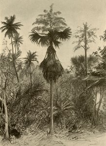 Talipot pálma virágzás után, Ceylon, 1898.