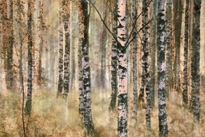 Őszi nyírfaerdő alkotó: Christina Sillen