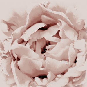 Rózsaszín pünkösdi rózsa alkotó: Christina Sillen