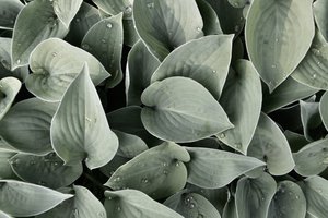Harmatos hosta levelek alkotó: Christina Sillen