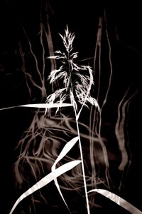 Elegáns Sepia Reed alkotó: Christina Sillen