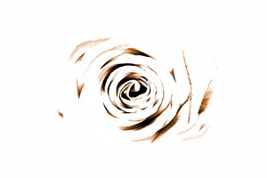 Elegáns Sepia Rose alkotó: Christina Sillen