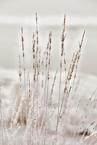 Fagyos téli fű alkotó: Christina Sillen