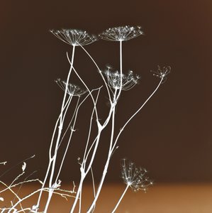 Ragyogó növényi formák alkotó: Christina Sillen