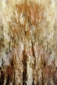 Aranyszínű erdő – benyomás alkotó: Christina Sillen