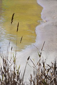 Golden Shore nádszálak alkotó: Christina Sillen