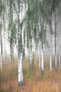 Ködös nyírfaerdő alkotó: Christina Sillen