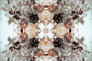 Halk botanikai kaleidoszkóp alkotó: Christina Sillen