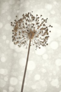 Lágy Allium-virág alkotó: Christina Sillen