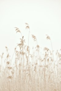Lágyan hullámzó nádas alkotó: Christina Sillen
