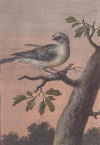 Madár az ágon, (gouache), (lásd még 60075) alkotó: Christoph Ludwig Agricola