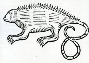 Iguana az „India általános történetéből” 1547