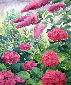 Kerti hortenzia és Buddleia (akvarell papíron)