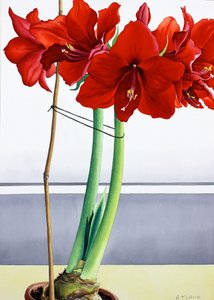 Piros Amaryllis 2 (akvarell papíron) alkotó: Christopher Ryland