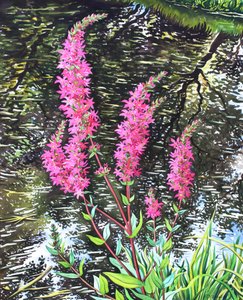 Wild Loosestrife (akvarell papíron) alkotó: Christopher Ryland